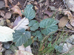 Viola variegata