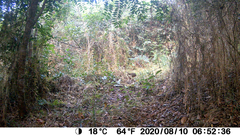 Pternistis squamatus