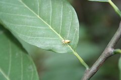 Telamonia dimidiata