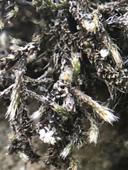 Hedwigia detonsa