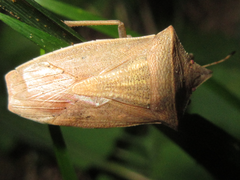 Gonopsis affinis
