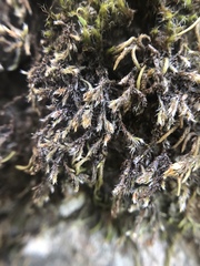 Hedwigia detonsa