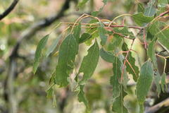 Eucalyptus urnigera