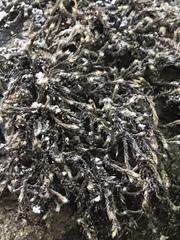 Hedwigia detonsa