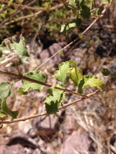 Hyptis albida
