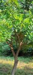 Simarouba glauca