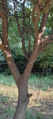 Simarouba glauca
