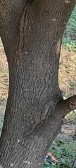 Simarouba glauca