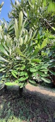 Simarouba glauca