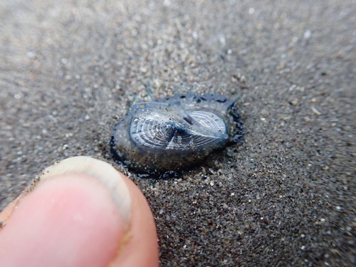 photo of By-the-wind Sailor (Velella velella)