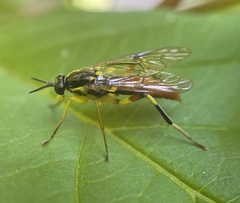 Xylomya simillima