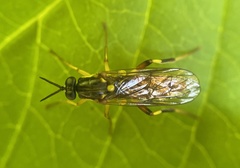Xylomya simillima
