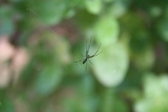 Leucauge decorata