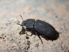 Gonocephalum subspinosum