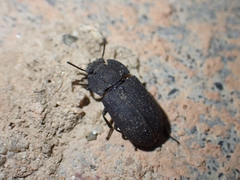 Gonocephalum subspinosum