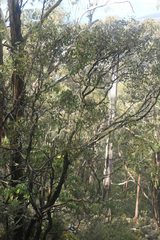 Eucalyptus urnigera
