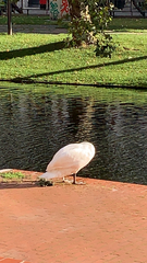 Cygnus olor