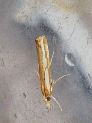 Agriphila latistria