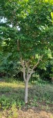 Fabaceae