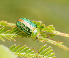 Calomela parilis