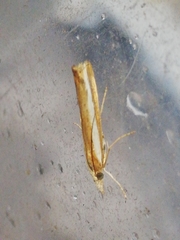 Agriphila latistria