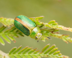 Calomela parilis