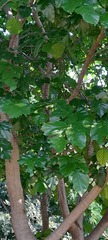 Fabaceae