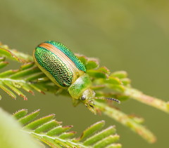 Calomela parilis