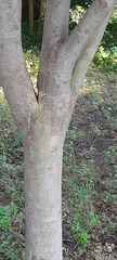 Fabaceae