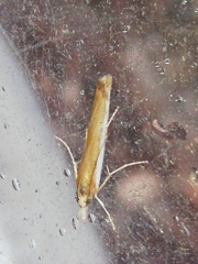 Agriphila latistria