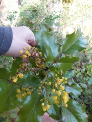 Berberis aquifolium