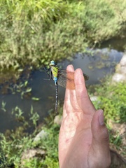 Anax nigrofasciatus