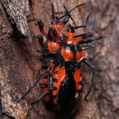 Tegea atropicta