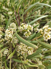 Geijera linearifolia