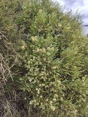 Geijera linearifolia