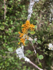 Teloschistes velifer