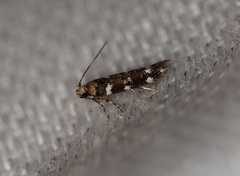 Macrobathra alternatella