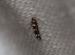 Macrobathra alternatella