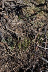 Melica racemosa
