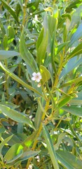 Myoporum montanum