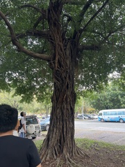 Ficus microcarpa microcarpa