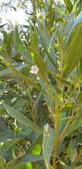 Myoporum montanum