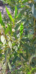 Myoporum montanum