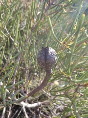 Hakea cycloptera