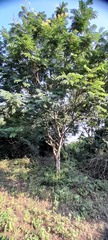 Peltophorum pterocarpum