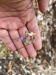 Lessingia leptoclada