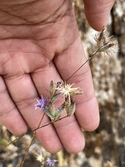 Lessingia leptoclada