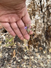 Lessingia leptoclada