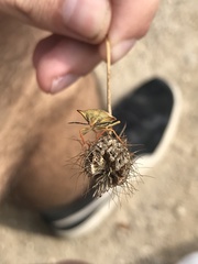 Carpocoris mediterraneus atlanticus