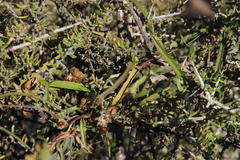 Convolvulus sagittatus